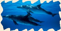 Seaworld Discovery Cove Orlando